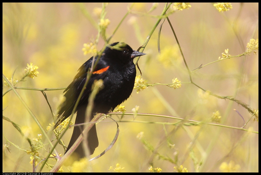 0528-154911-04.jpg - Red-winged Blackbird