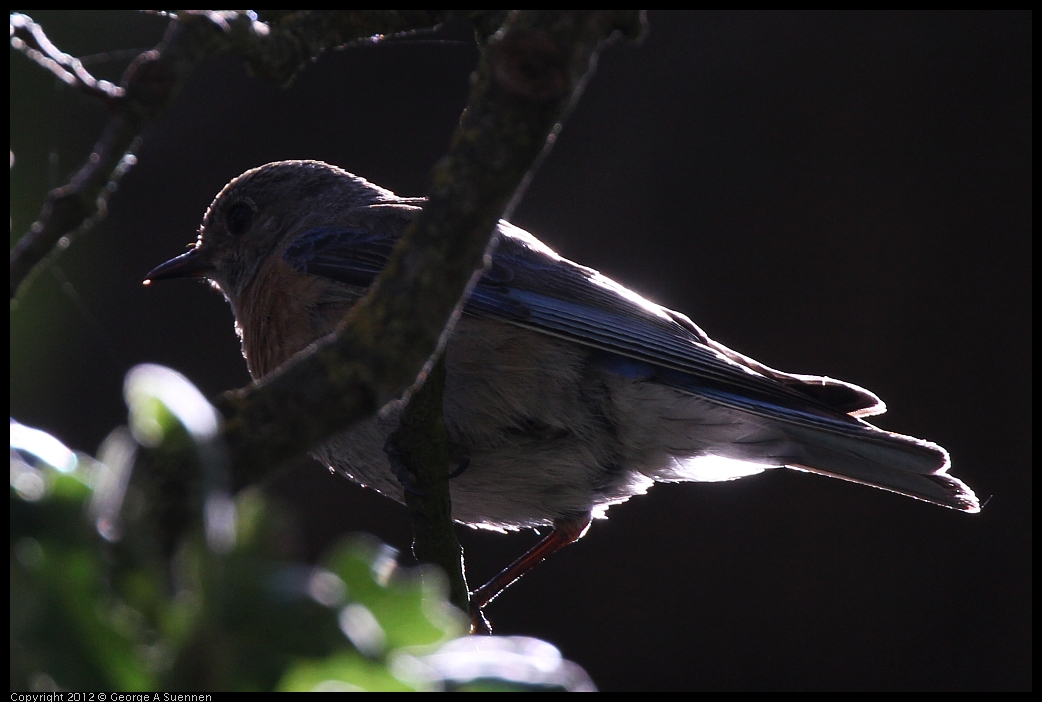 0528-155811-03.jpg - Westrern Bluebird