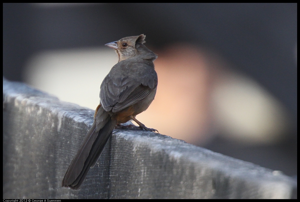 0528-160758-01.jpg - California Towhee