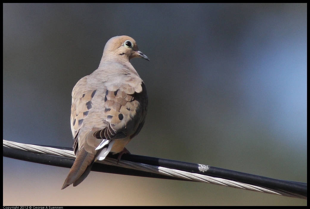 0528-161240-02.jpg - Mourning Dove