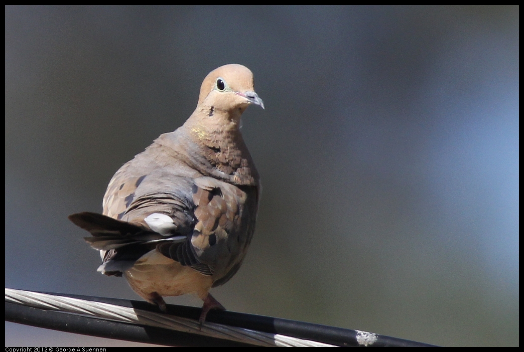 0528-161242-02.jpg - Mourning Dove