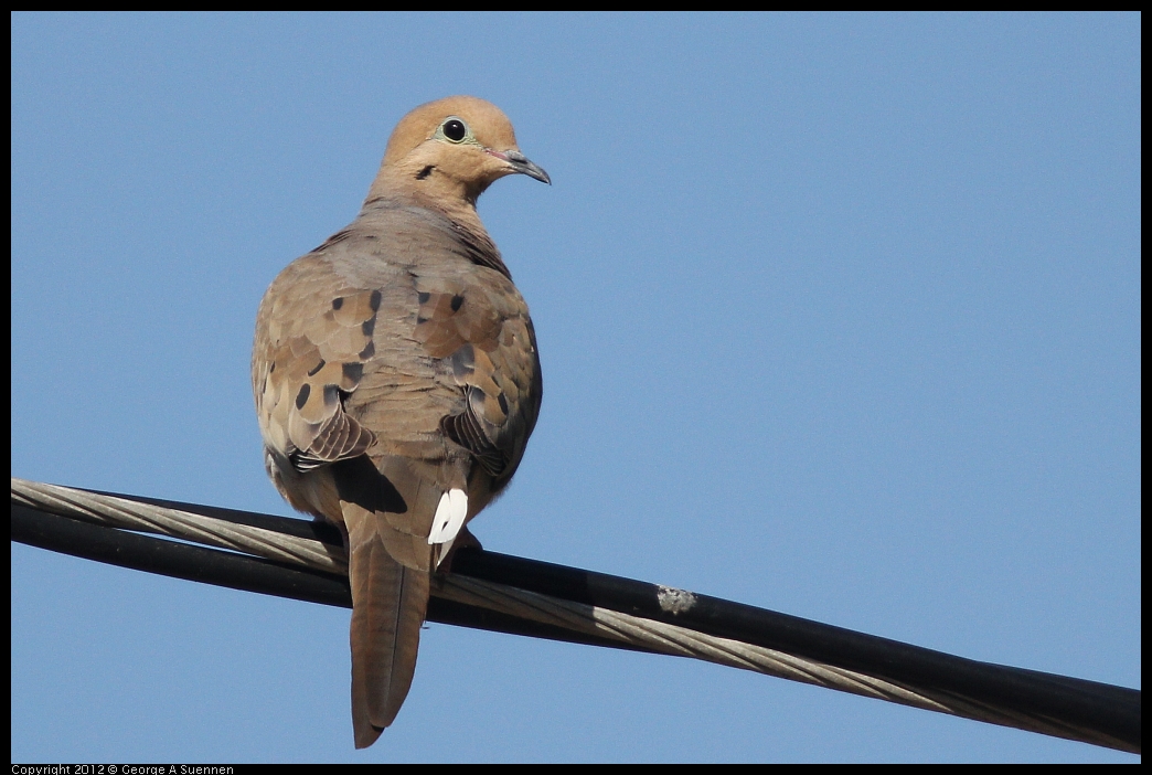 0528-161329-02.jpg - Mourning Dove