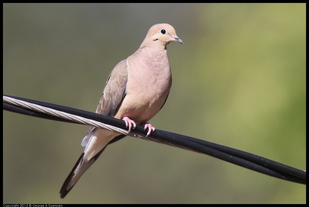 0528-161505-02.jpg - Mourning Dove