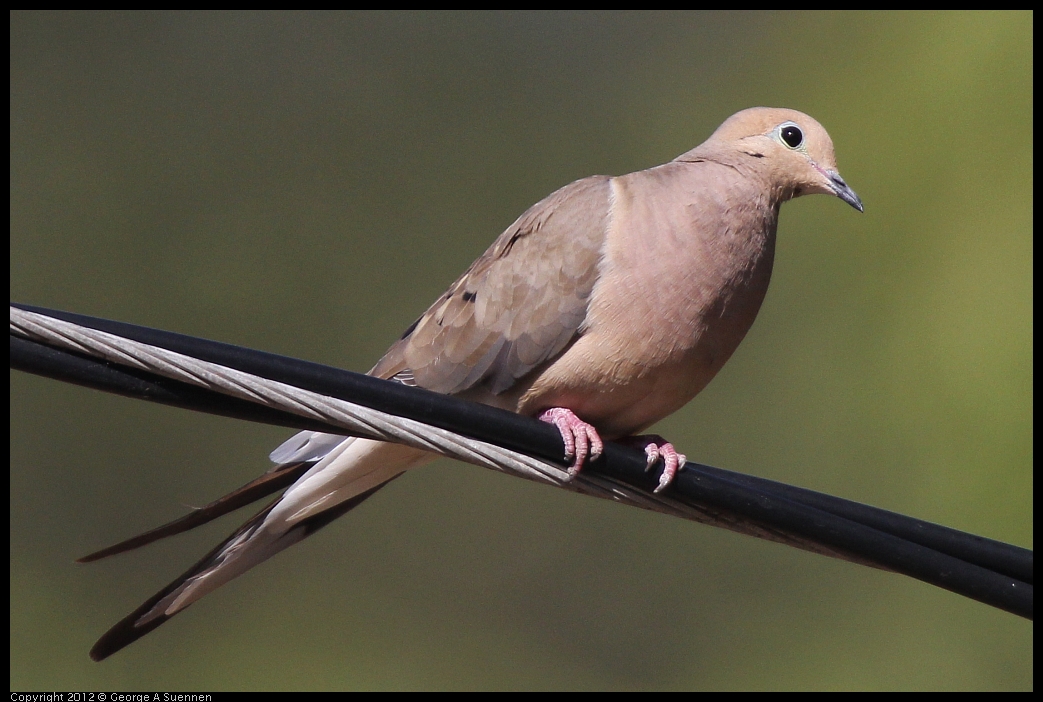 0528-161510-01.jpg - Mourning Dove