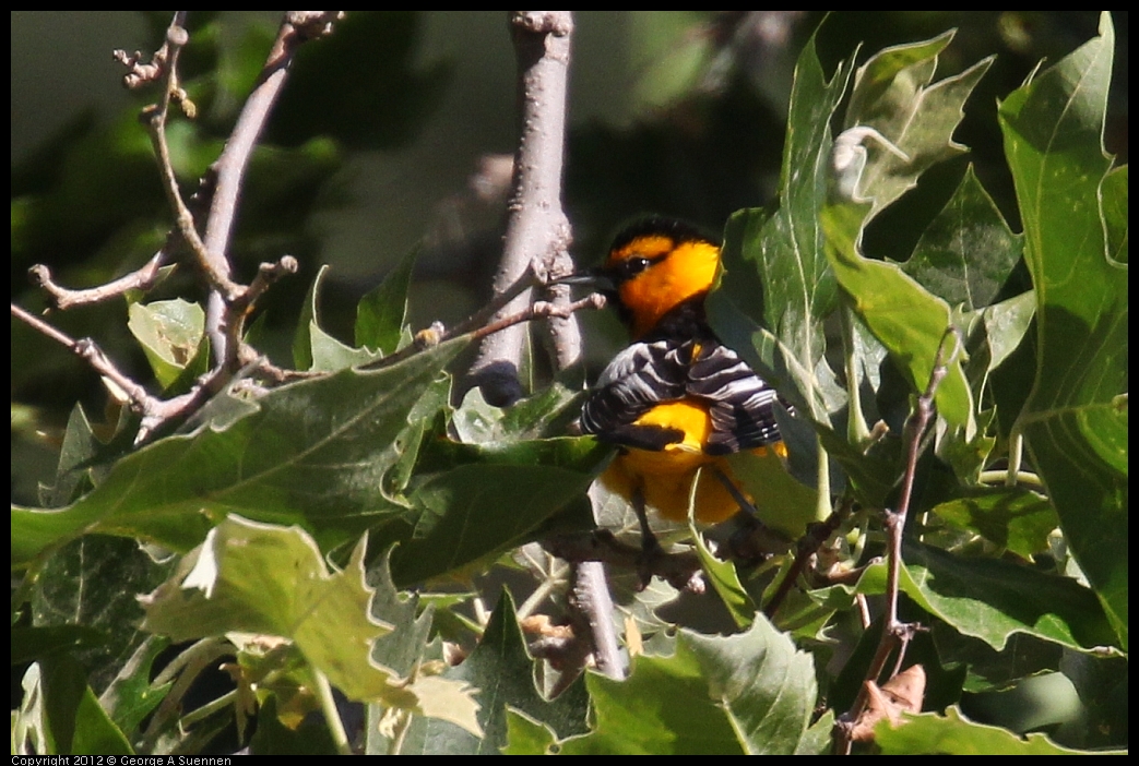 0528-161824-05.jpg - Bullock's Oriole