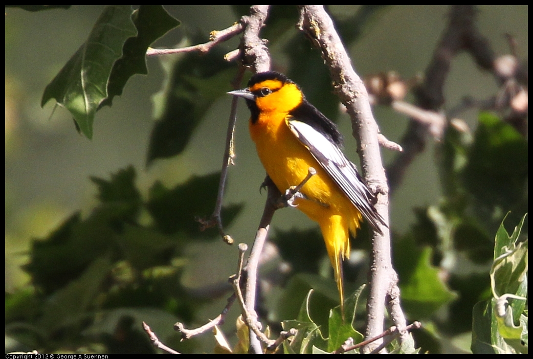 0528-161828-02.jpg - Bullock's Oriole