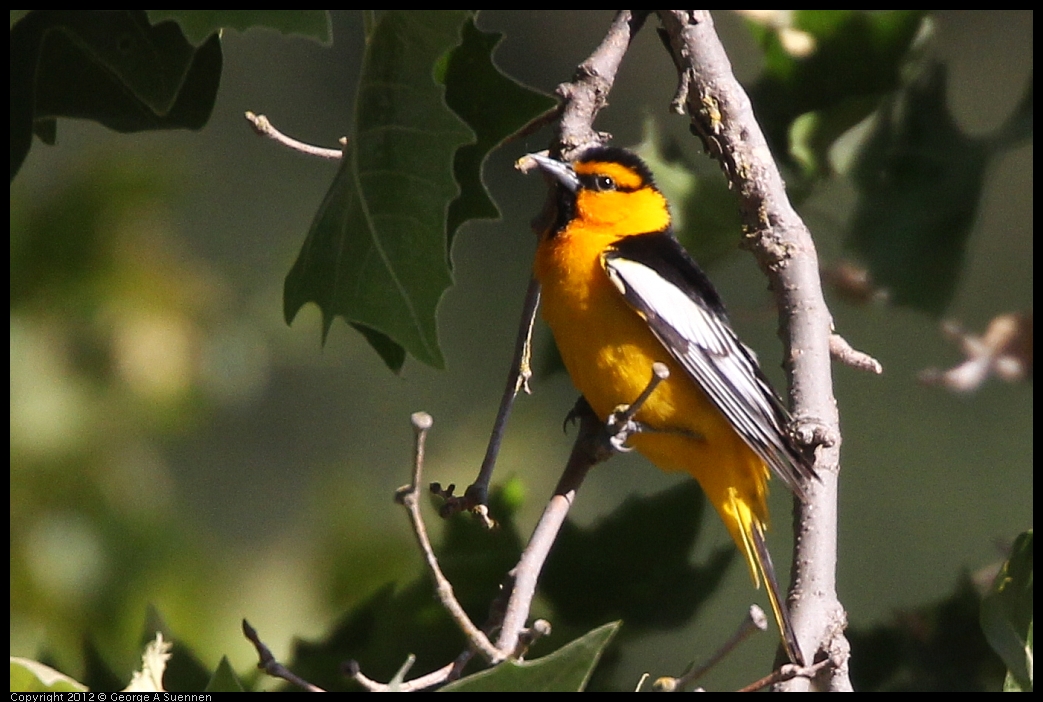 0528-161828-04.jpg - Bullock's Oriole