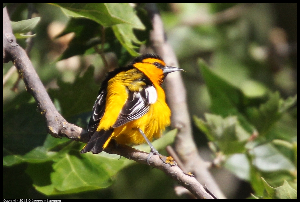 0528-161917-03.jpg - Bullock's Oriole