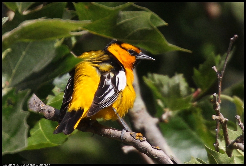 0528-161920-01.jpg - Bullock's Oriole