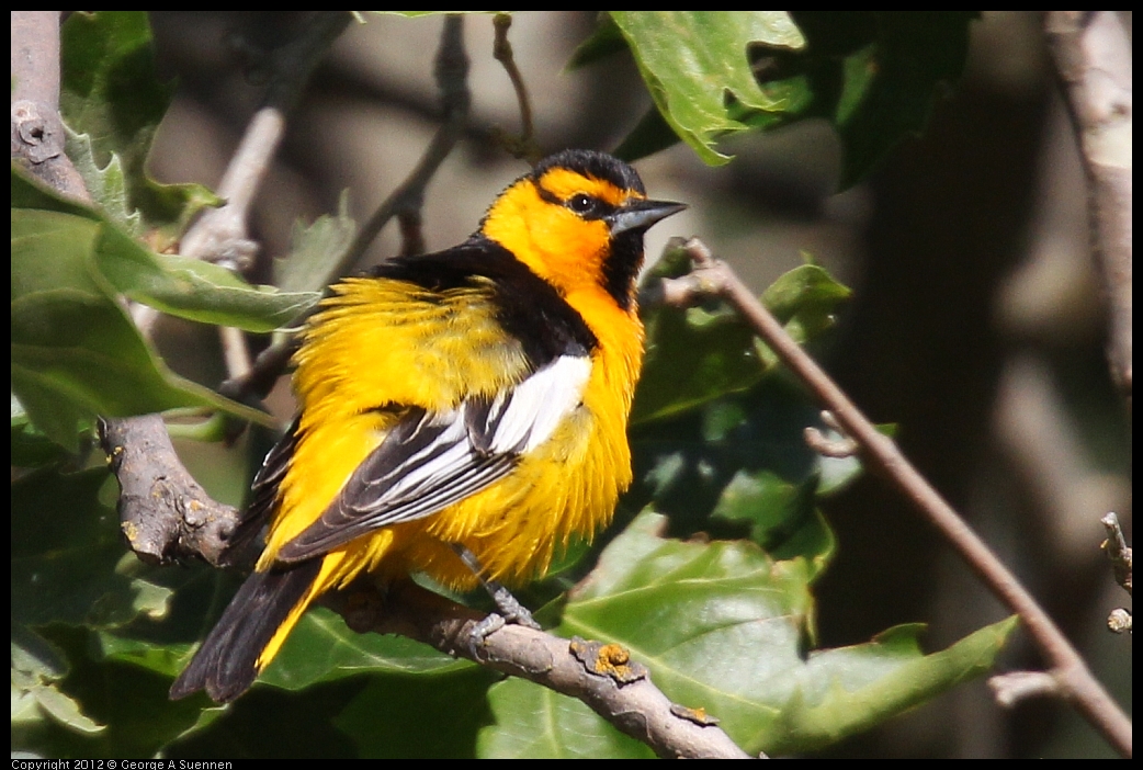 0528-161928-03.jpg - Bullock's Oriole