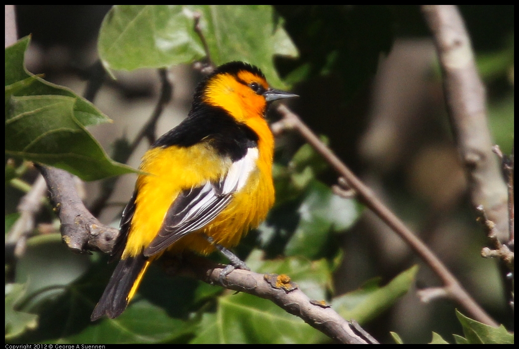 0528-161932-05.jpg - Bullock's Oriole