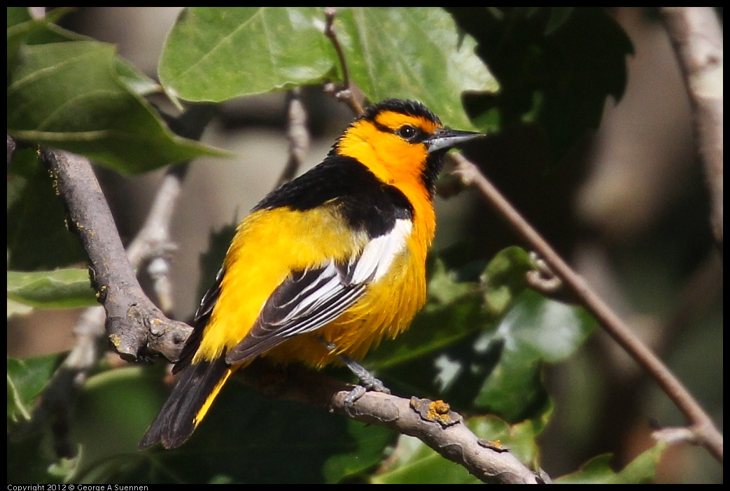 0528-161933-03.jpg - Bullock's Oriole