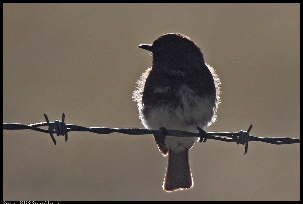 0528-162140-03.jpg - Black Phoebe