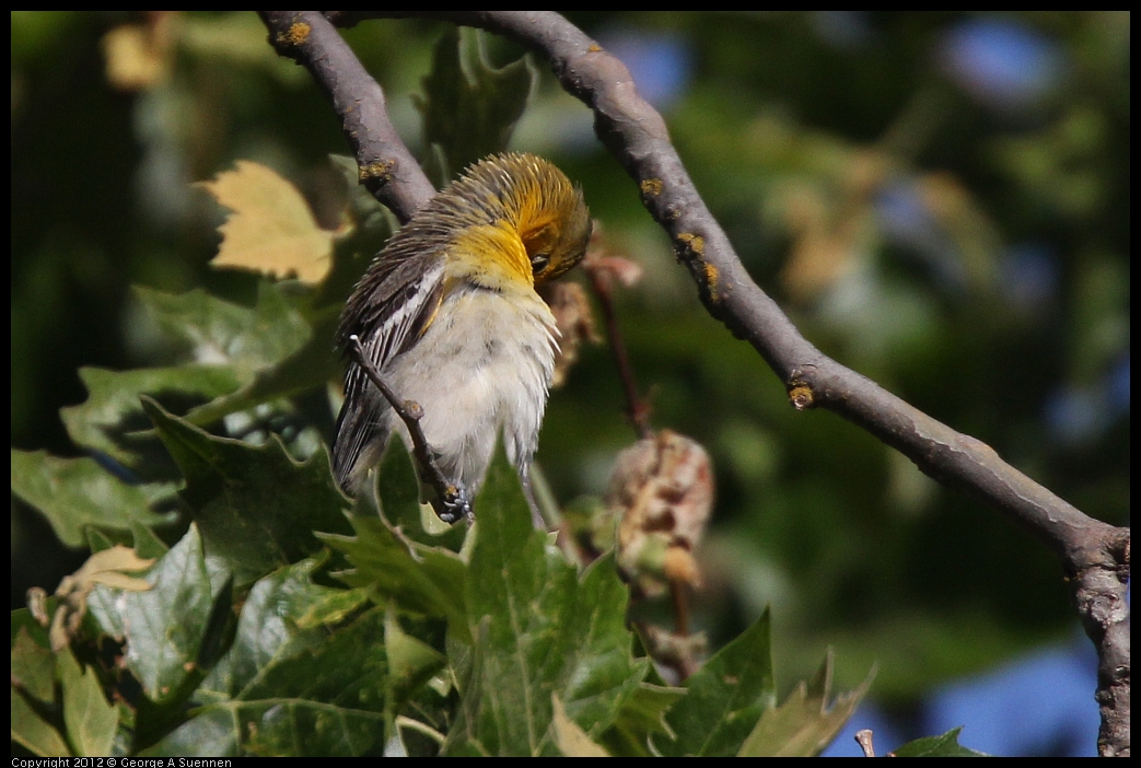 0528-162543-01.jpg - Bullock's Oriole Female