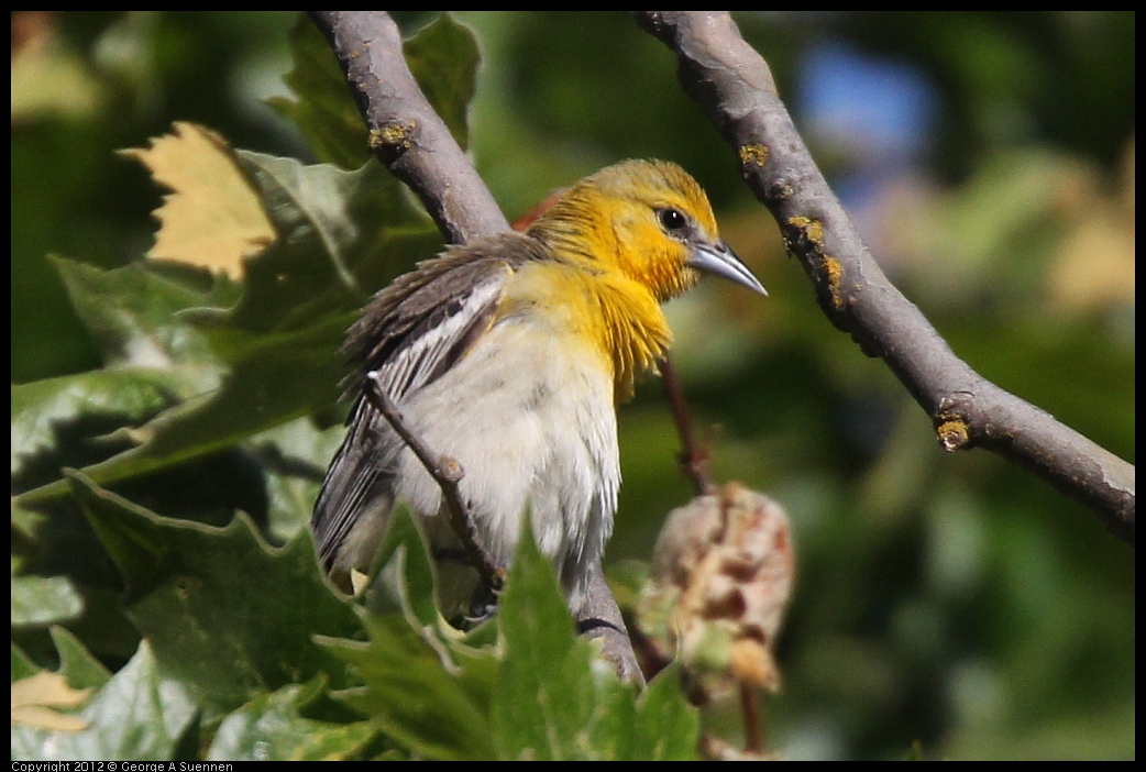 0528-162544-01.jpg - Bullock's Oriole Female