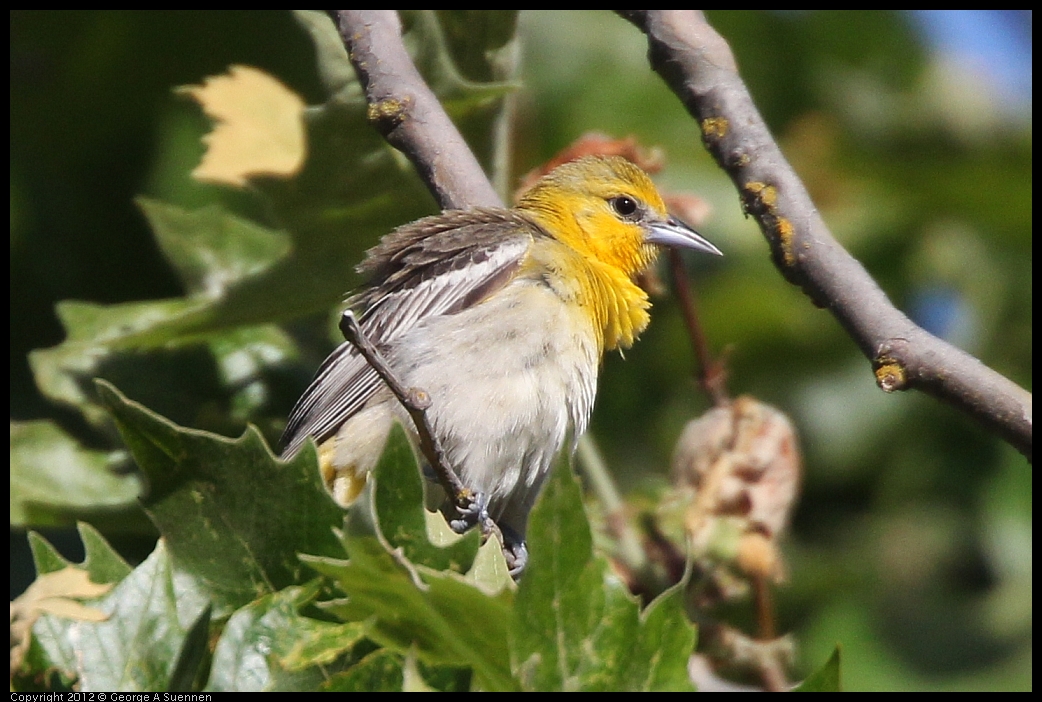 0528-162545-02.jpg - Bullock's Oriole Female