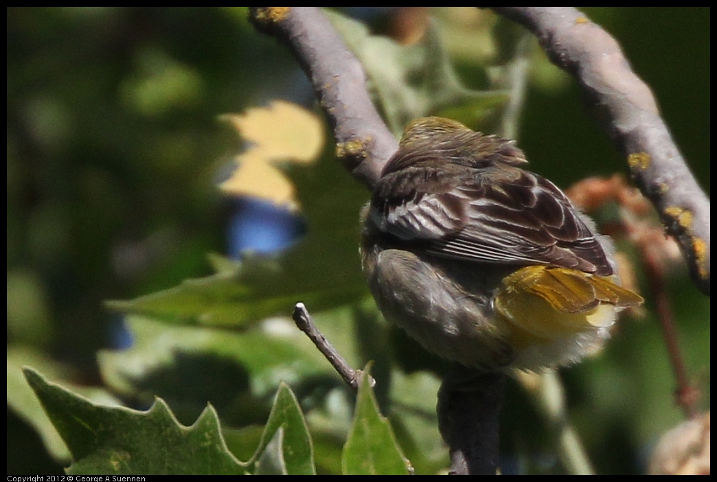 0528-162545-05.jpg - Bullock's Oriole Female