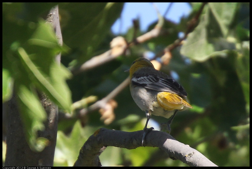 0528-162547-05.jpg - Bullock's Oriole Female