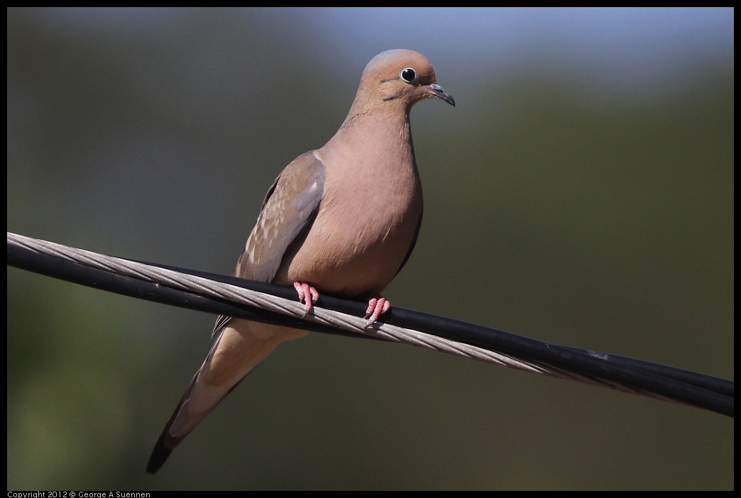 0528-162807-06.jpg - Mourning Dove