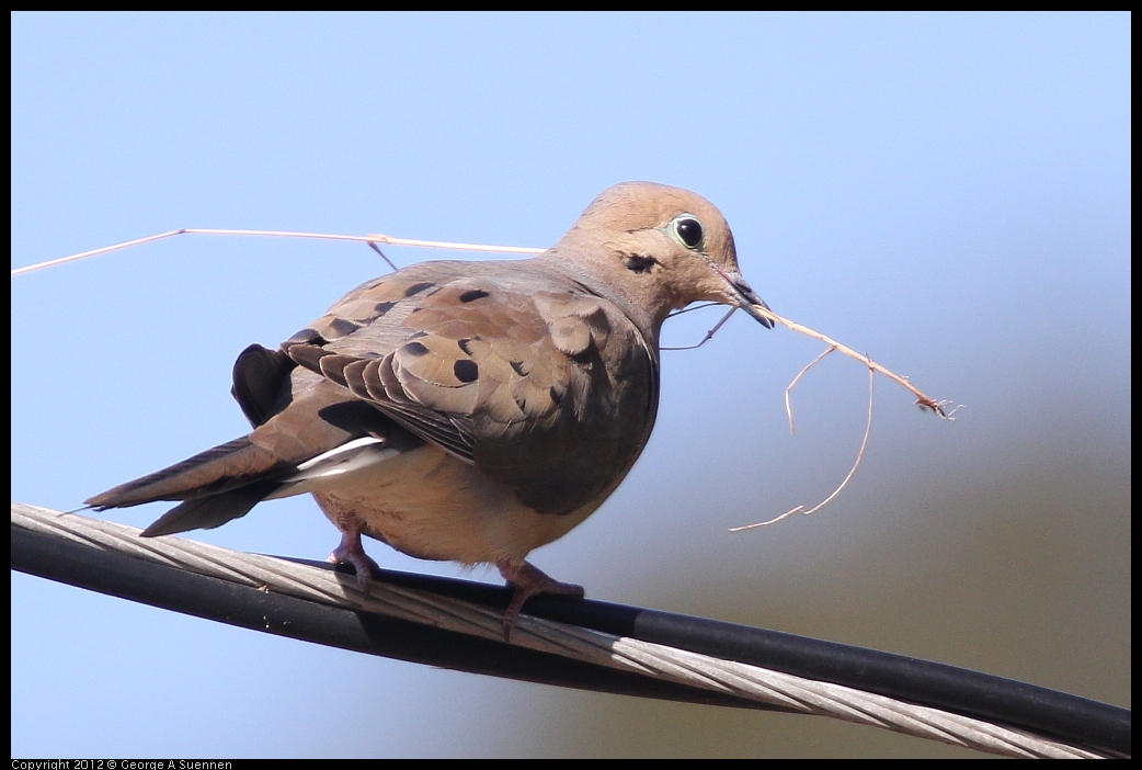 0528-162910-01.jpg - Mourning Dove