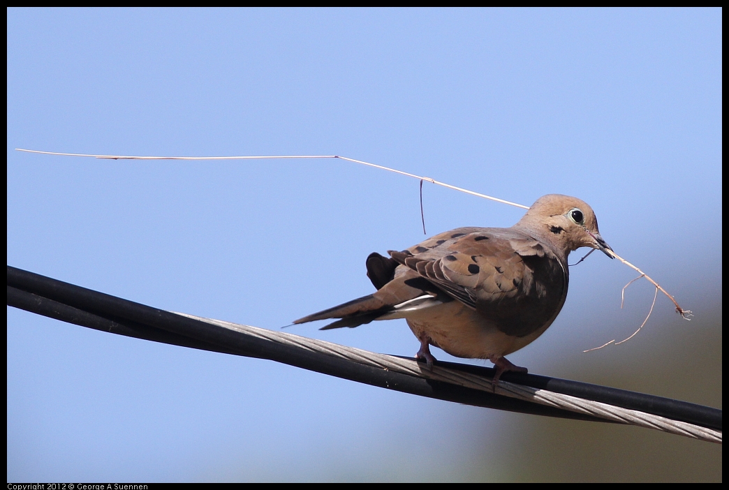 0528-162910-04.jpg - Mourning Dove