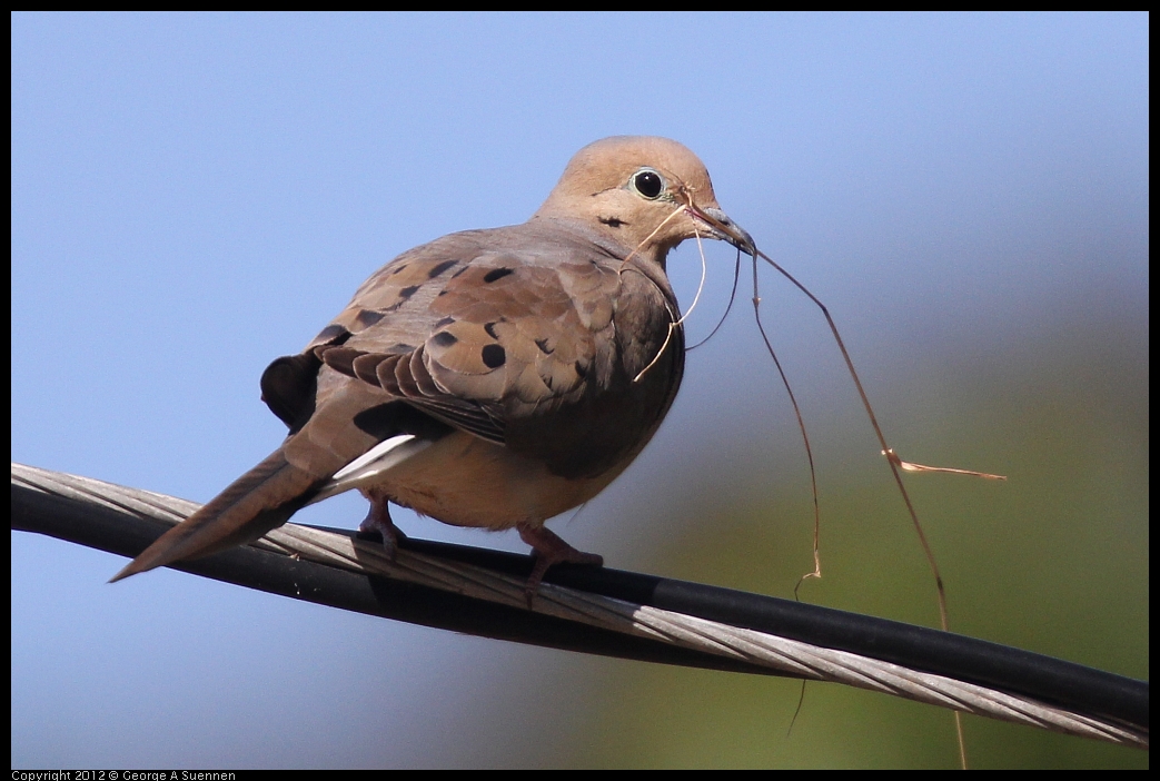 0528-162914-01.jpg - Mourning Dove