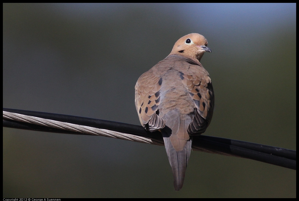 0528-162930-01.jpg - Mourning Dove