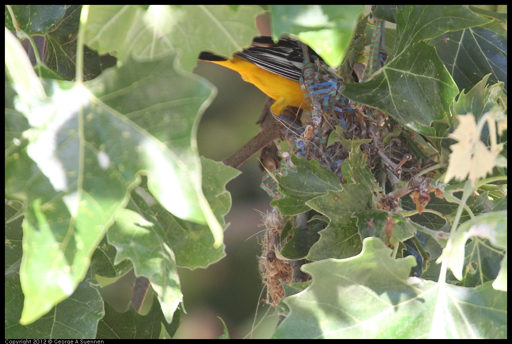 0528-163109-01.jpg - Bullock's Oriole