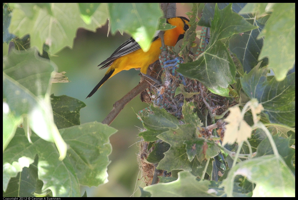 0528-163113-01.jpg - Bullock's Oriole