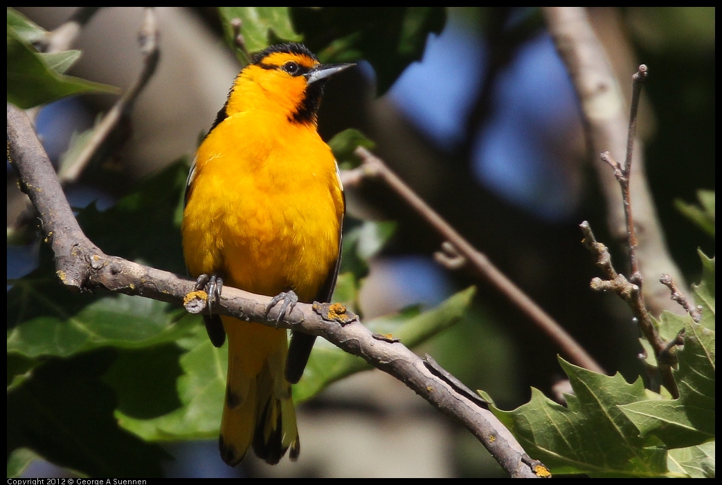 0528-163157-04.jpg - Bullock's Oriole