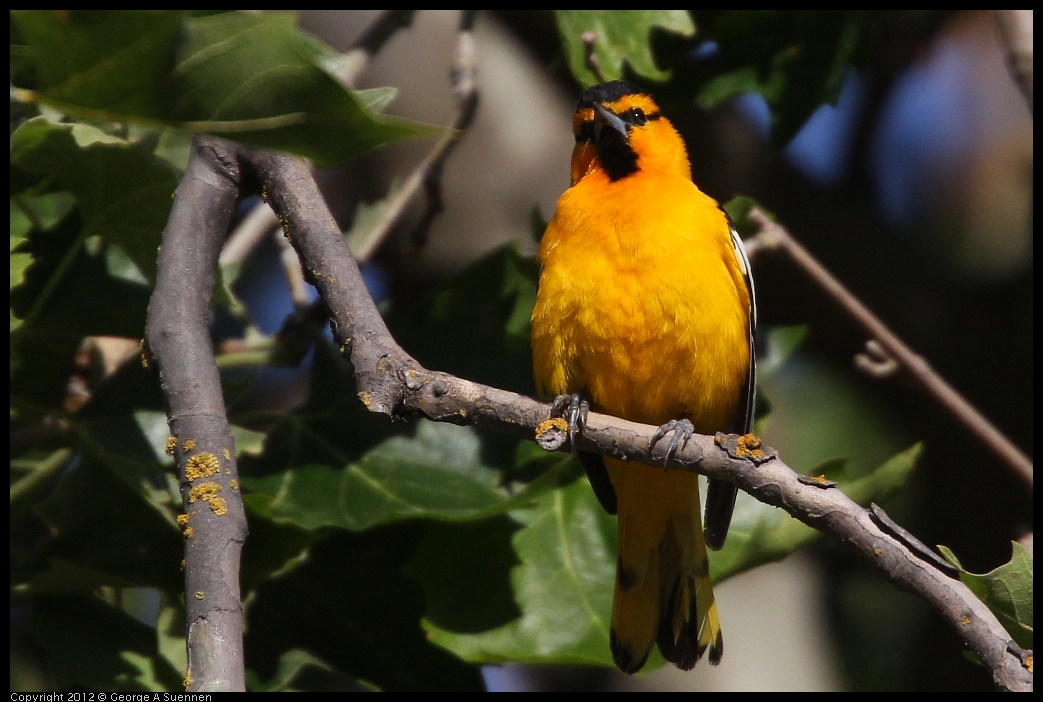 0528-163200-01.jpg - Bullock's Oriole