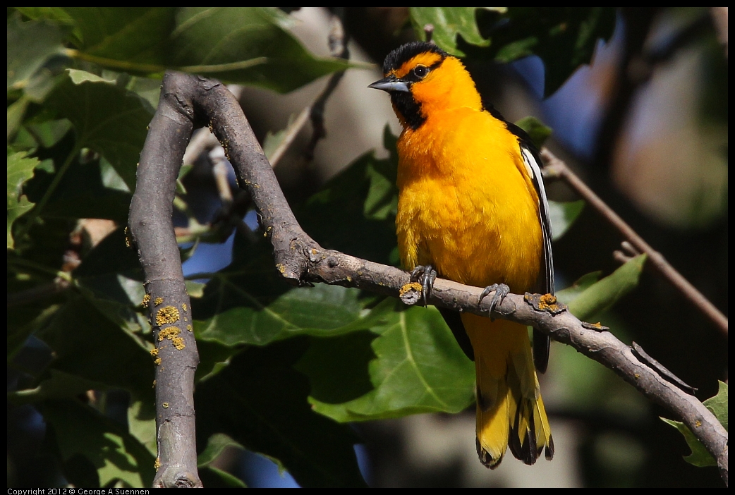 0528-163201-01.jpg - Bullock's Oriole