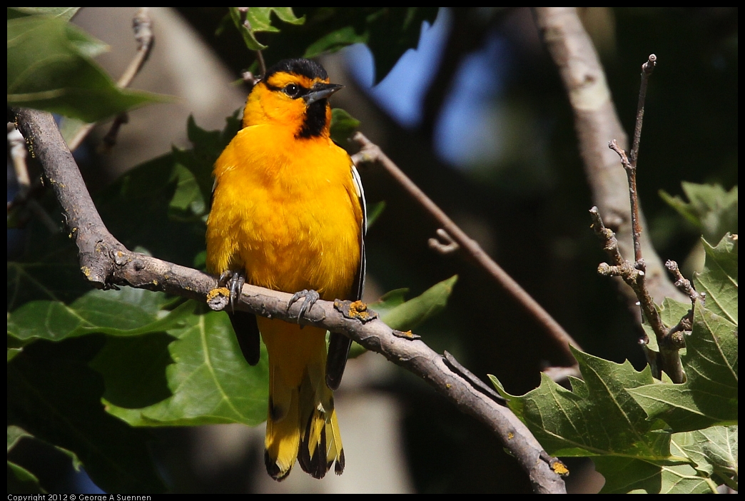 0528-163205-01.jpg - Bullock's Oriole