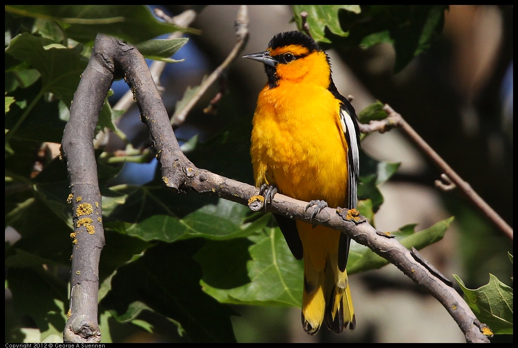 0528-163213-02.jpg - Bullock's Oriole