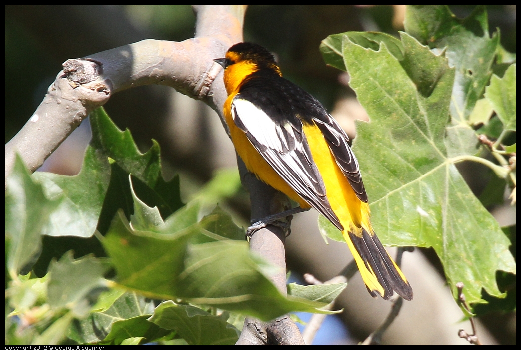 0528-163214-02.jpg - Bullock's Oriole