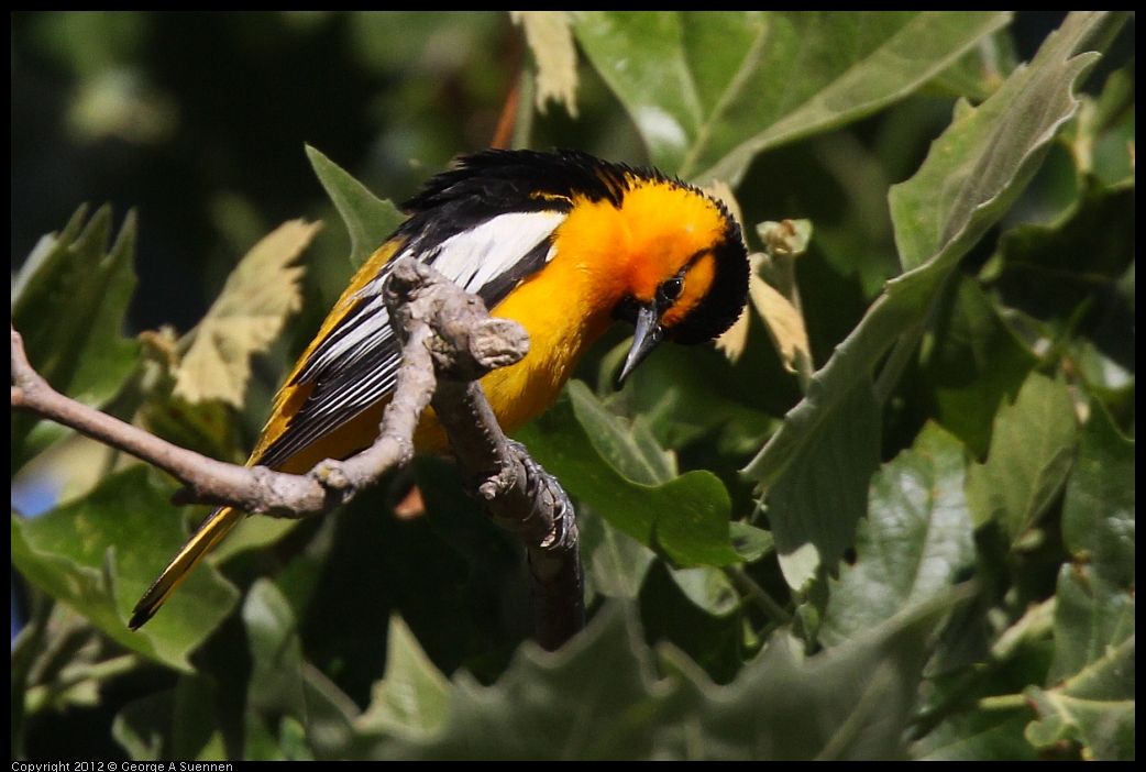 0528-163223-02.jpg - Bullock's Oriole