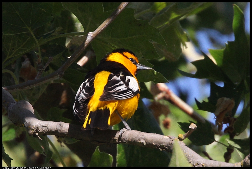 0528-163231-02.jpg - Bullock's Oriole