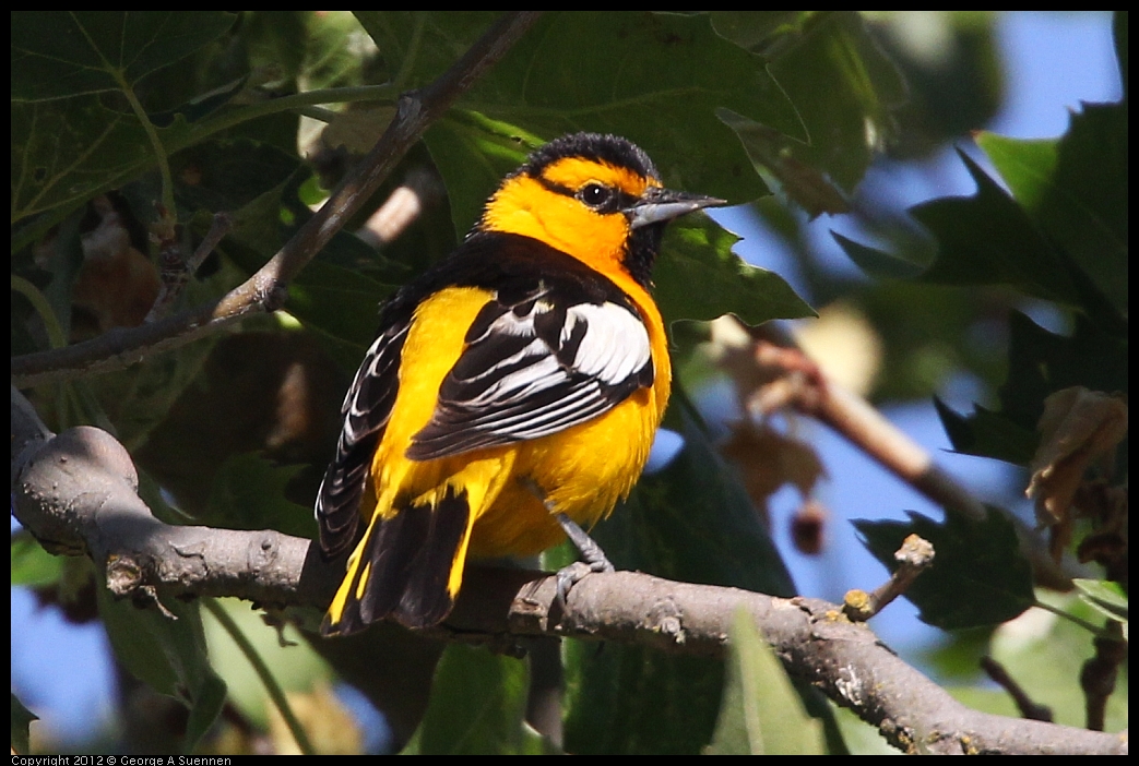 0528-163232-01.jpg - Bullock's Oriole