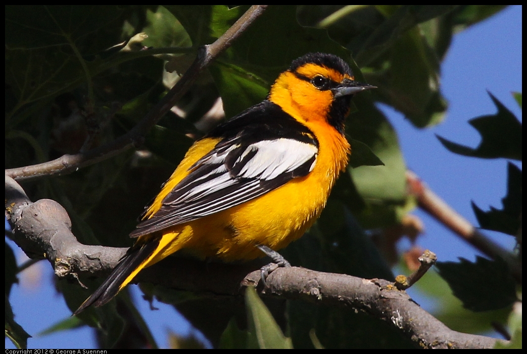 0528-163235-02.jpg - Bullock's Oriole