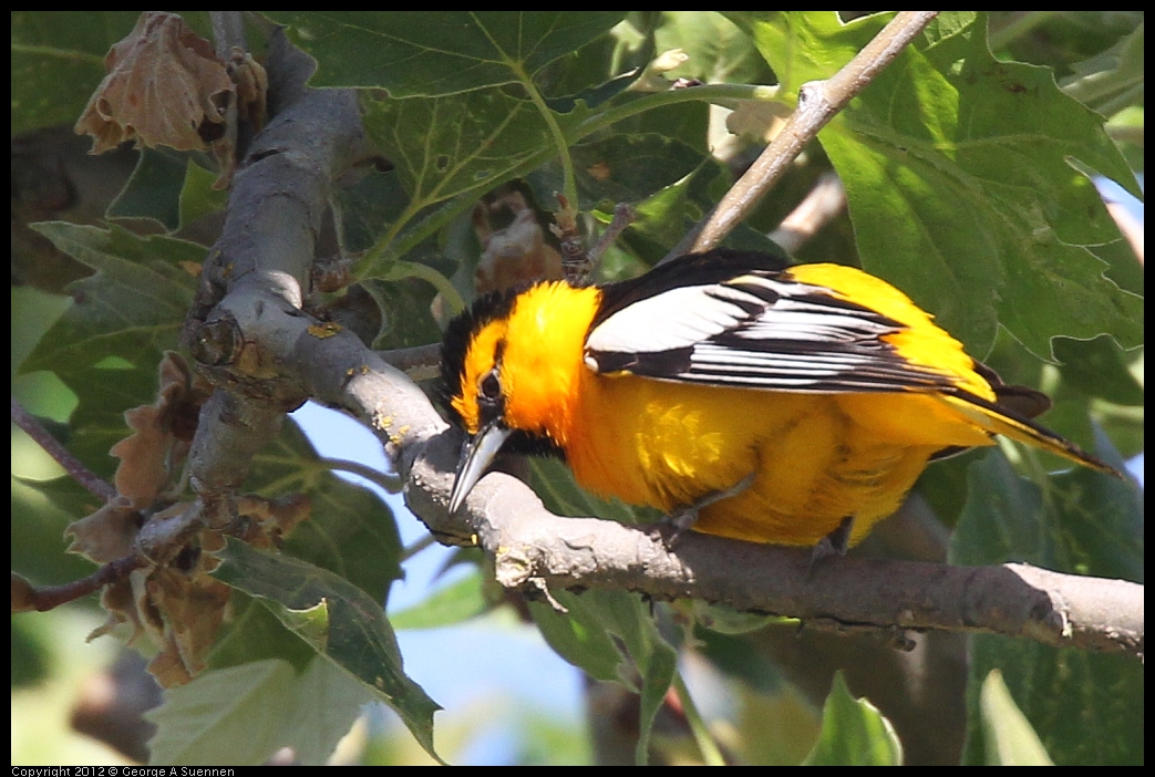 0528-163240-02.jpg - Bullock's Oriole