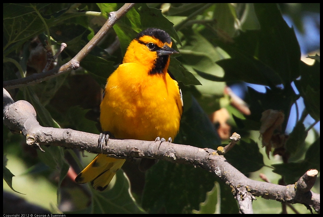 0528-163242-02.jpg - Bullock's Oriole