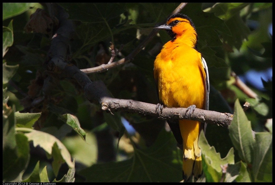 0528-163247-01.jpg - Bullock's Oriole