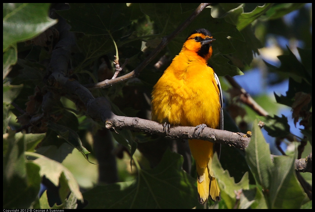 0528-163250-03.jpg - Bullock's Oriole