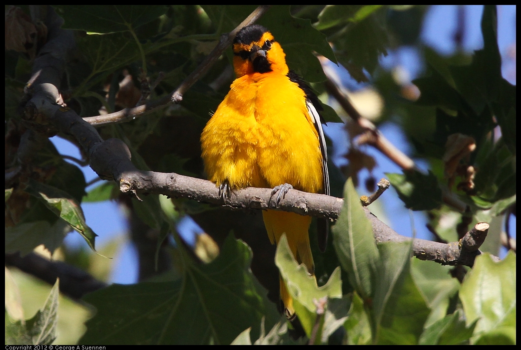 0528-163251-02.jpg - Bullock's Oriole