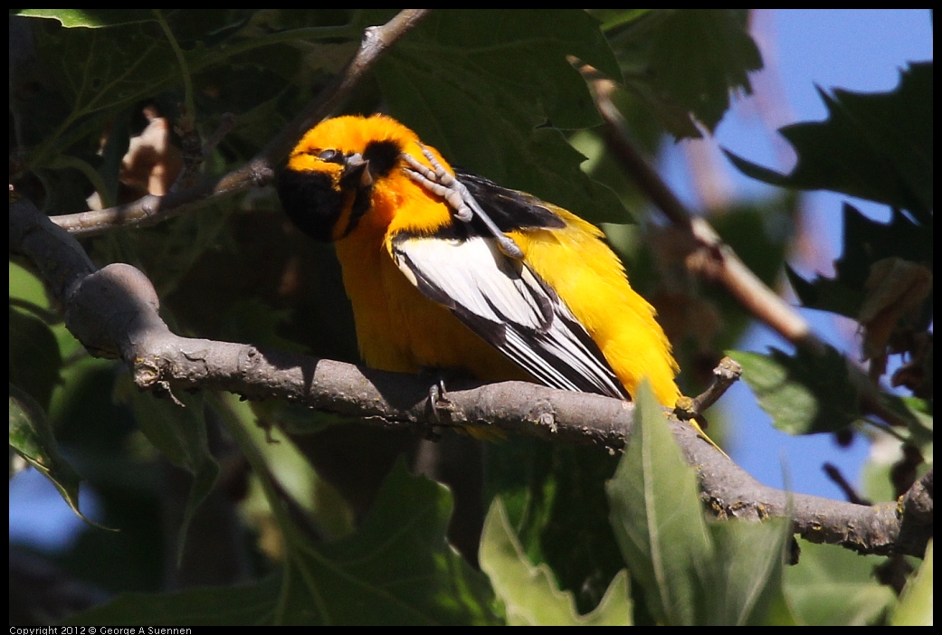 0528-163256-03.jpg - Bullock's Oriole