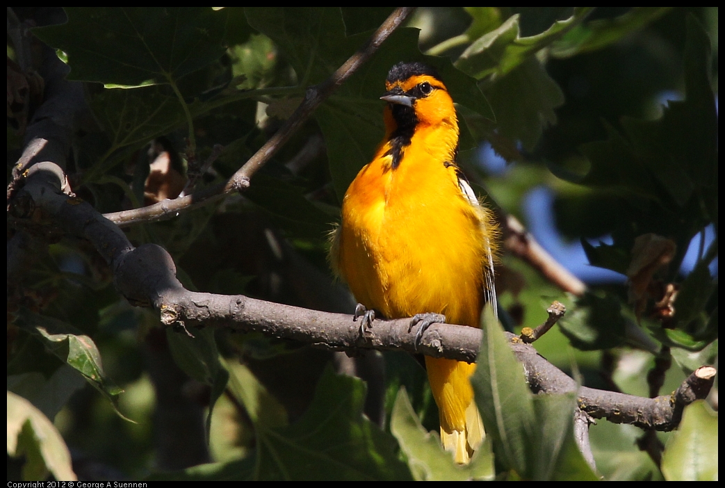 0528-163300-02.jpg - Bullock's Oriole