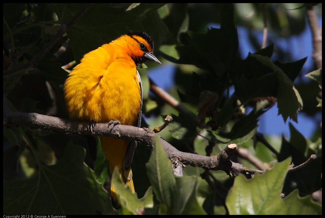 0528-163316-04.jpg - Bullock's Oriole