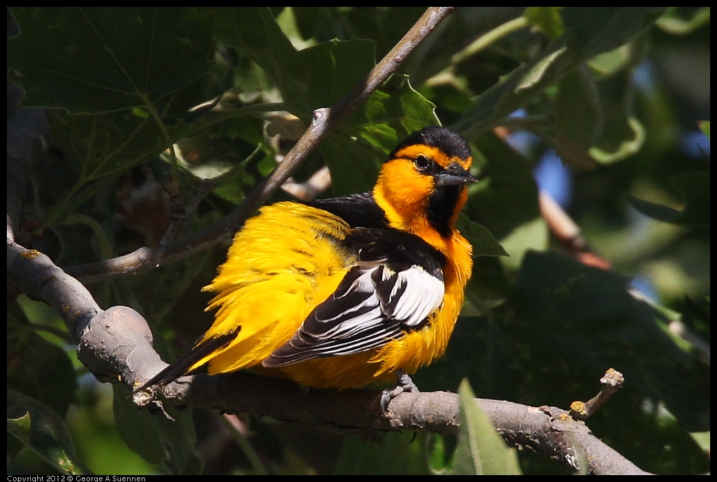 0528-163323-01.jpg - Bullock's Oriole