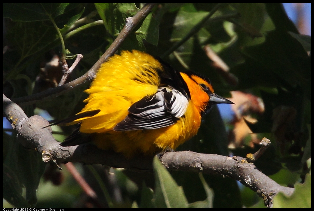 0528-163335-03.jpg - Bullock's Oriole