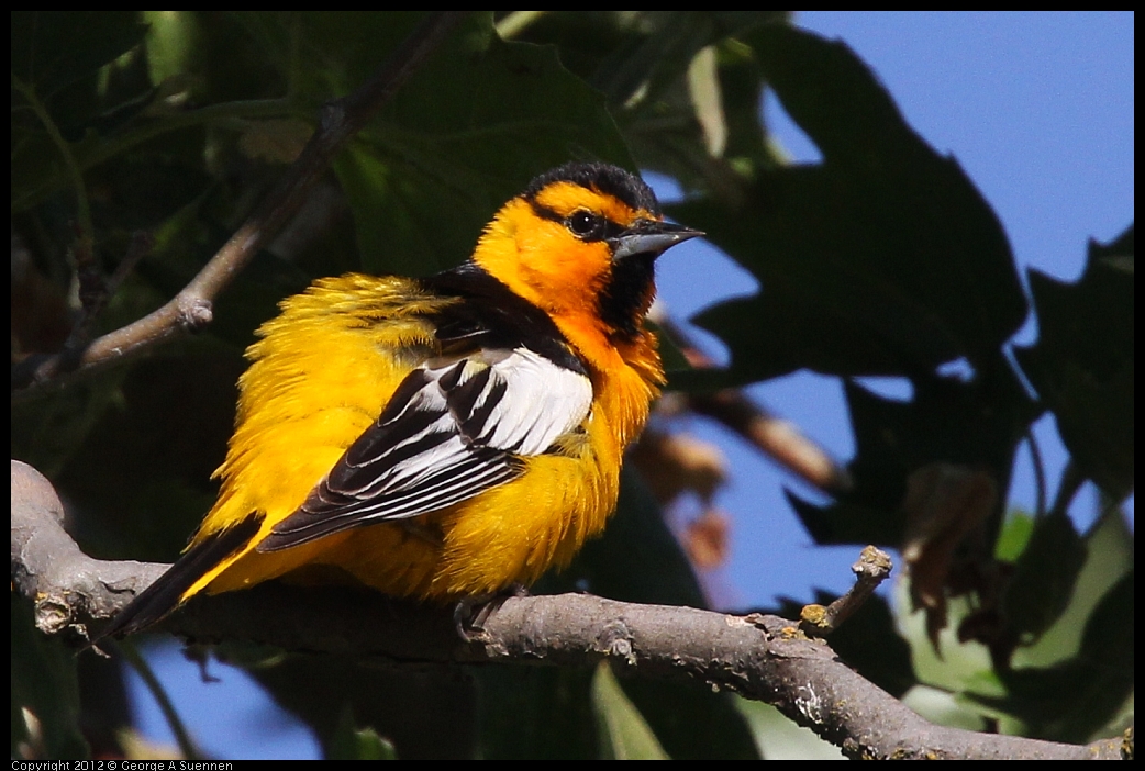 0528-163340-04.jpg - Bullock's Oriole